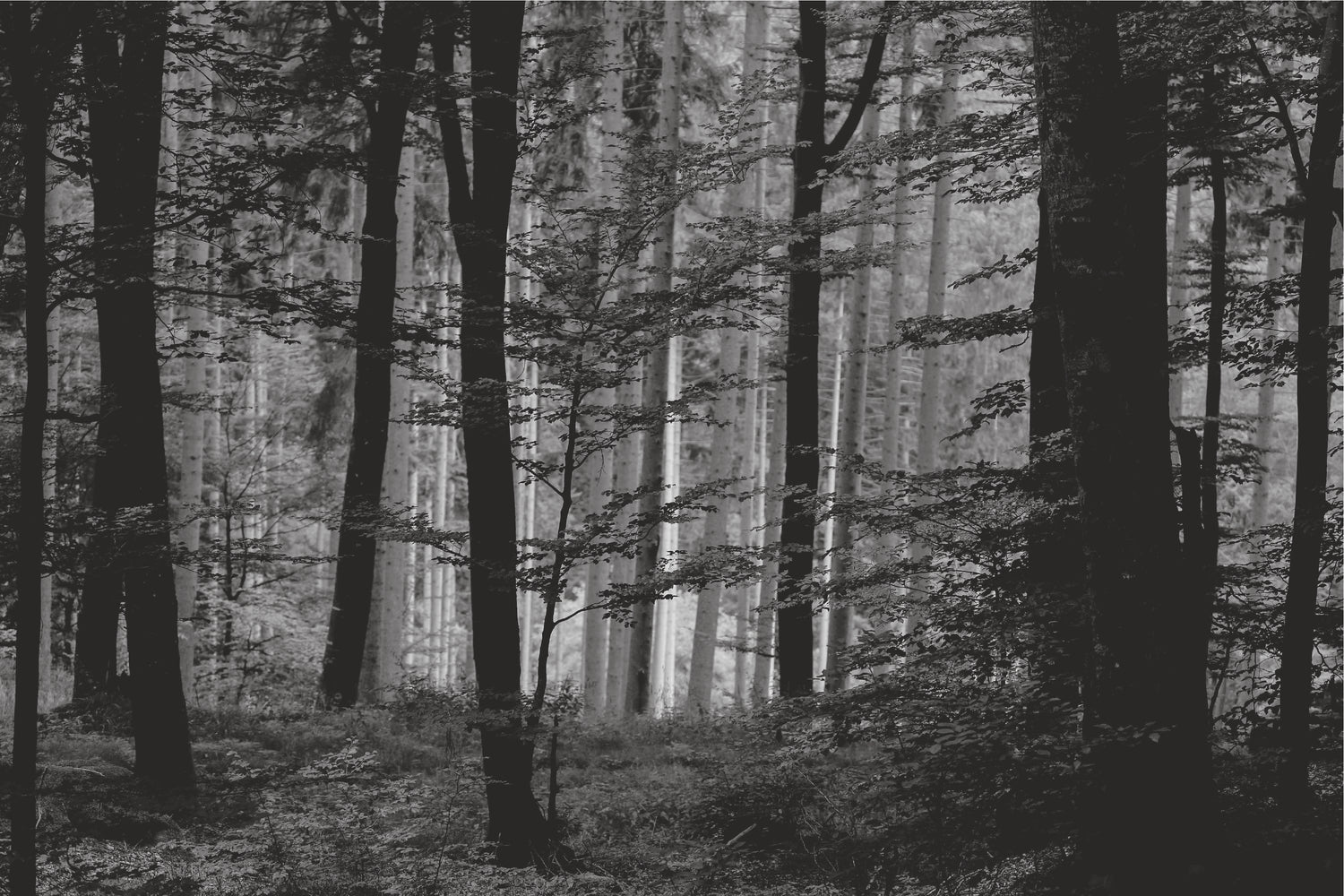 Black and white forest landscape