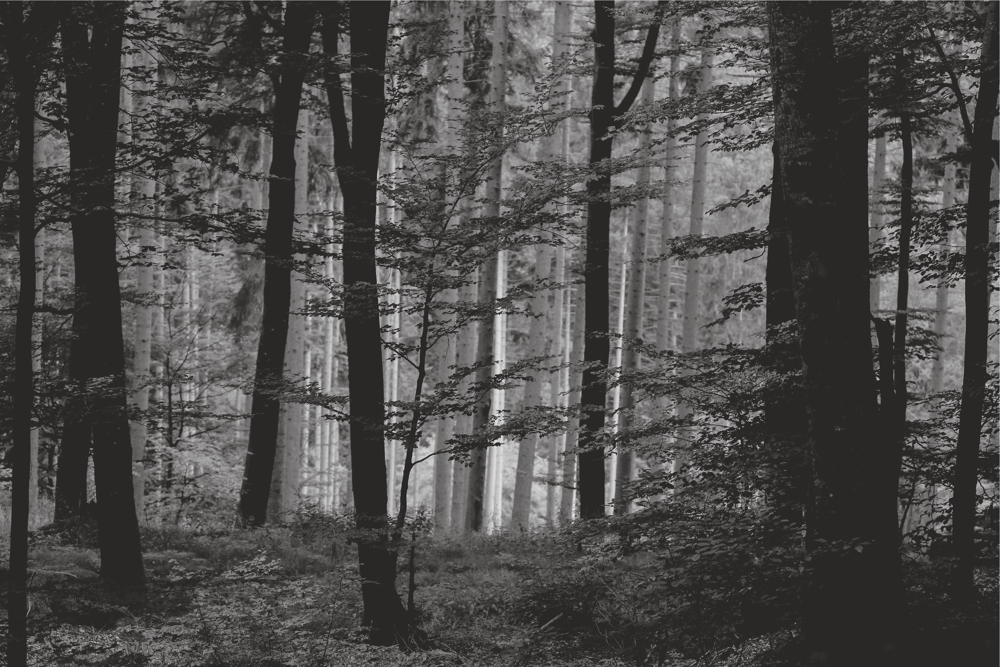 Black and white forest landscape